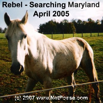 SEARCHING FOR HORSE Rebel, Near unknown, MD, 00000